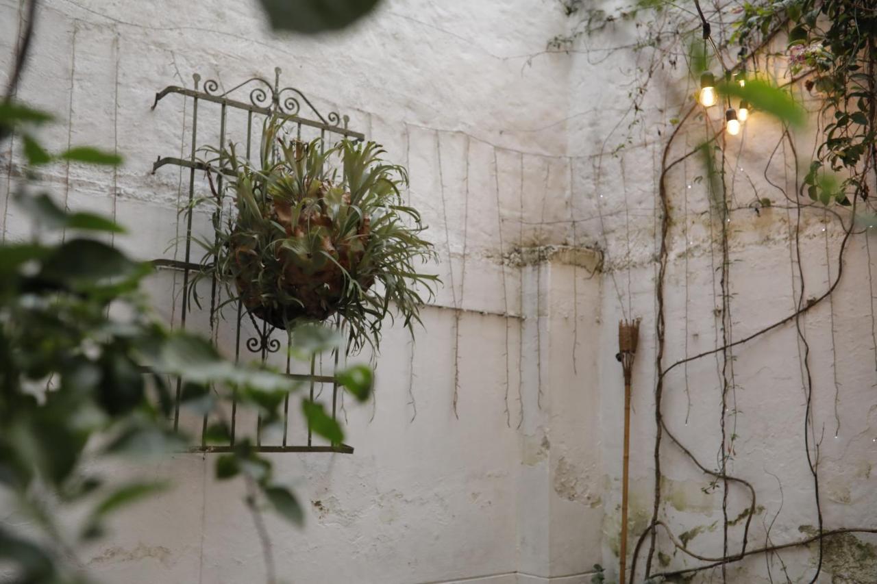 ميديلين Florentina Symbiosis المظهر الخارجي الصورة